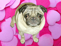 Reggie hearts